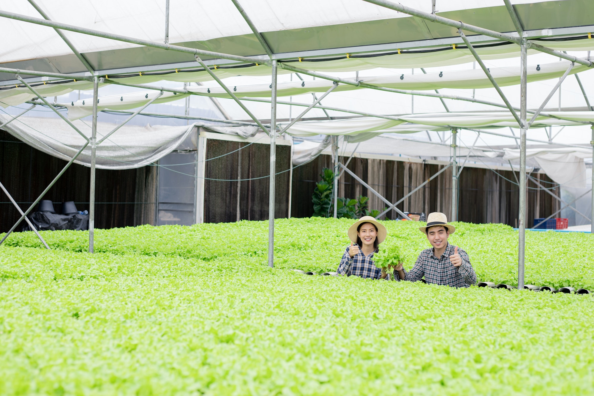 gardeners are collecting organic vegetables harvested from the hydroponics vegetable farm
