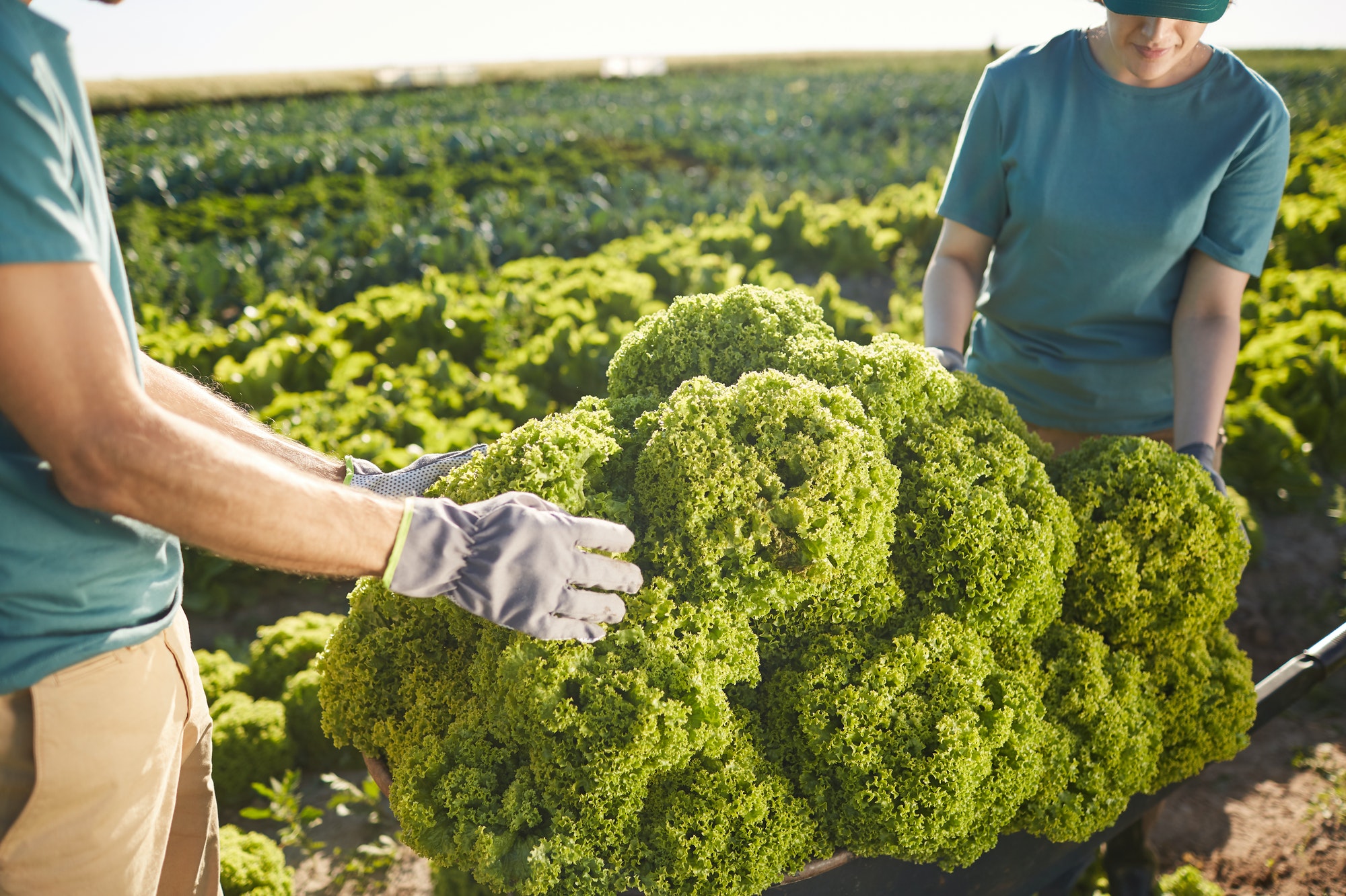 harvesting at vegetable plantation